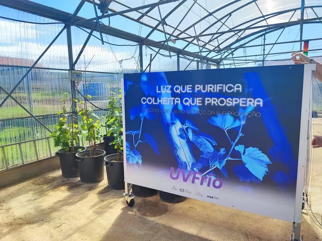 Montagem experimental UVFrio com videiras em vaso numa casa de vegetação da UTAD